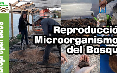 Taller práctico de reproducción de microorganismos del bosque