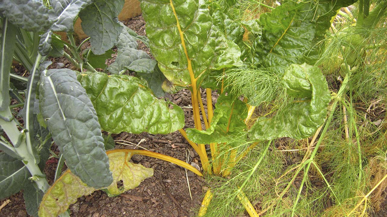 huerta agroecologica campo agroecologico planeta agronomico cultivo de aclegas y kale acelga amarilla agricultura sustentable